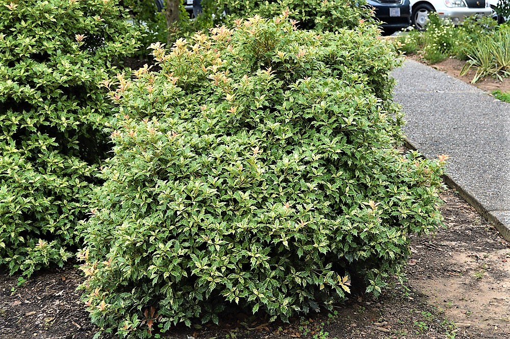 6 Shrubs Rarely Damaged By Deer in Montgomery County, MD