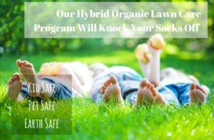 Organic Lawn Care Program