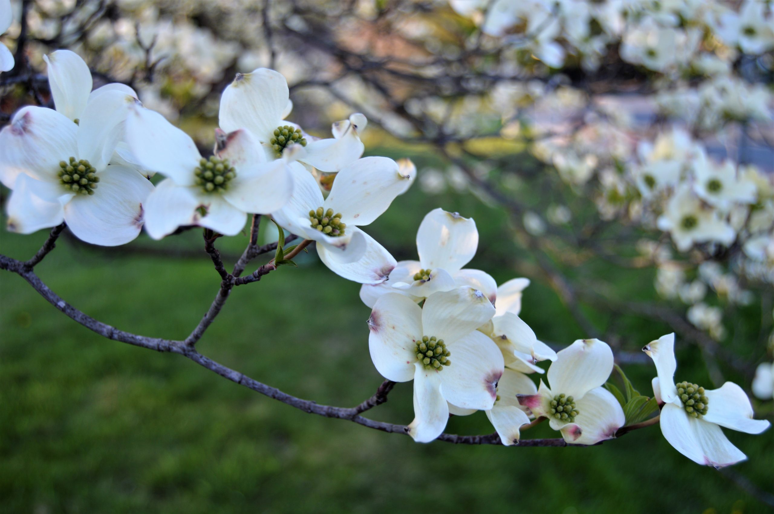 What Is Blooming In Maryland Gardens In May Allentuck Landscaping