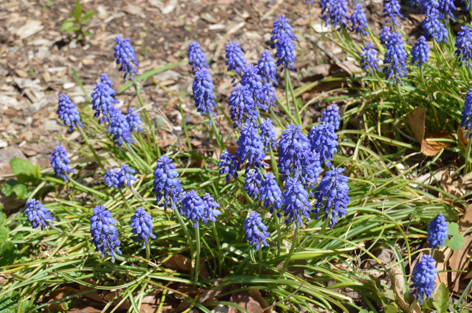 What Is Blooming In Maryland Gardens In May | Allentuck