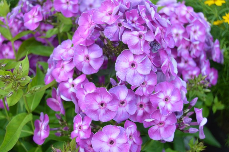 Fragrant Plants Greatly Enhance A Landscape Design