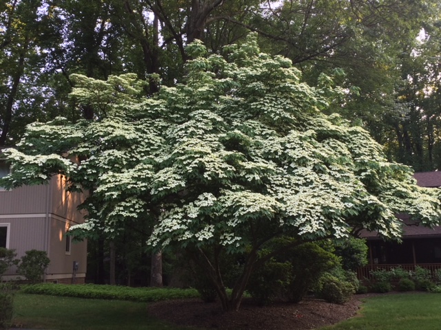 Landscape Trees For Small Spaces 