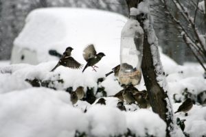 Attract Birds In Winter