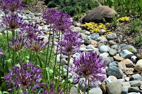 closeup of flowers in a contemporary outdoor landscaped space
