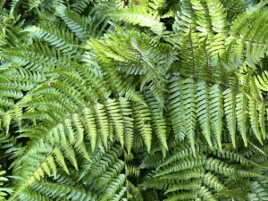 Brilliant Fall Fern 2