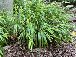 landscaping under trees