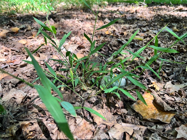 Japanese Stilt Grass Control Strategies