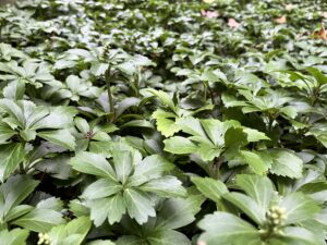 Pachysandra terminalis 2