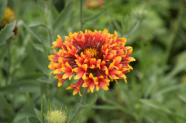 Best Perennial Flowers For Fall