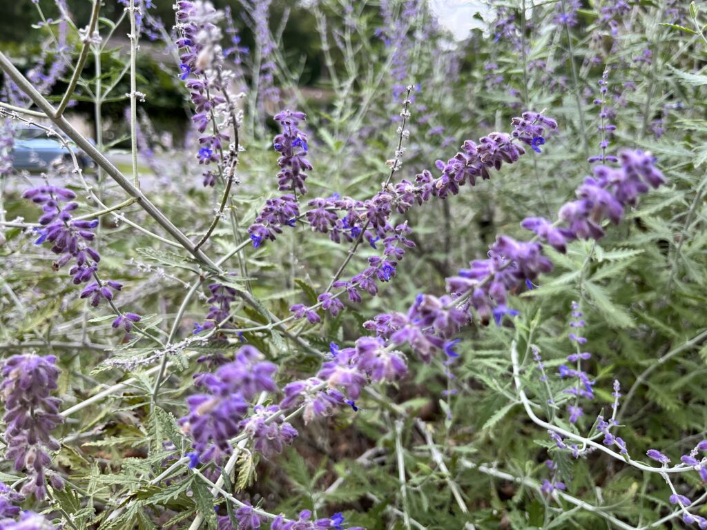 Best Perennial Flowers For Fall