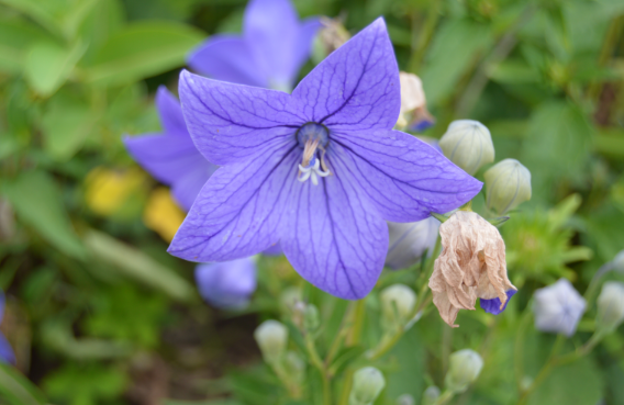 Best Perennial Flowers For Fall