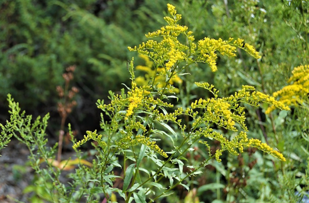 Best Perennial Flowers For Fall