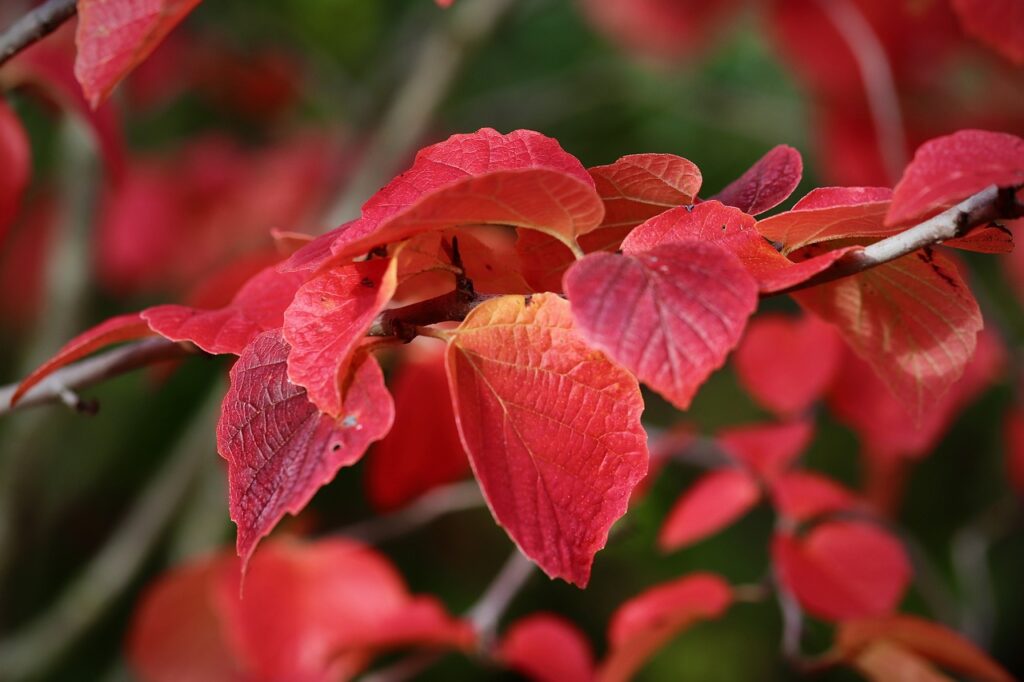 fall planting