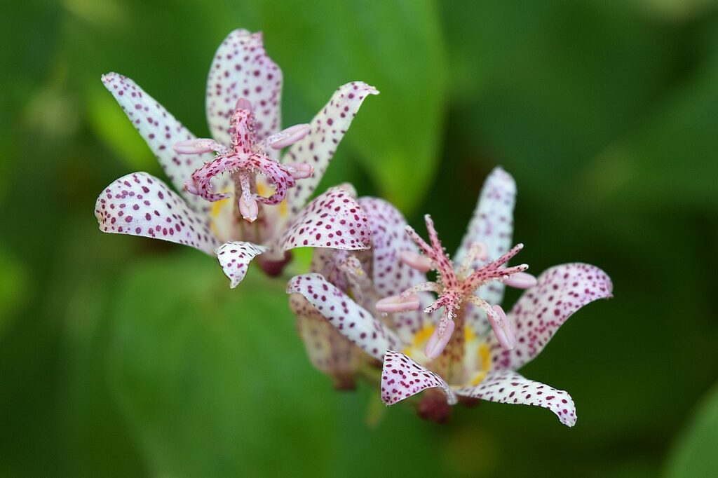 best perennial flowers for fall