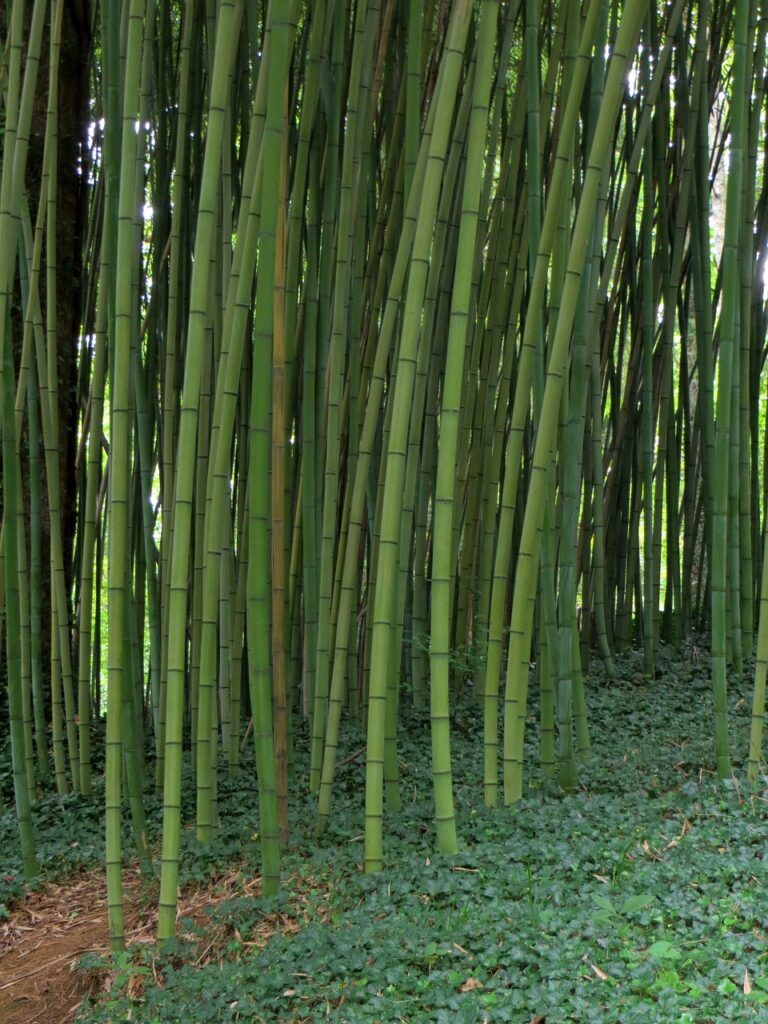 bamboo barrier effectiveness