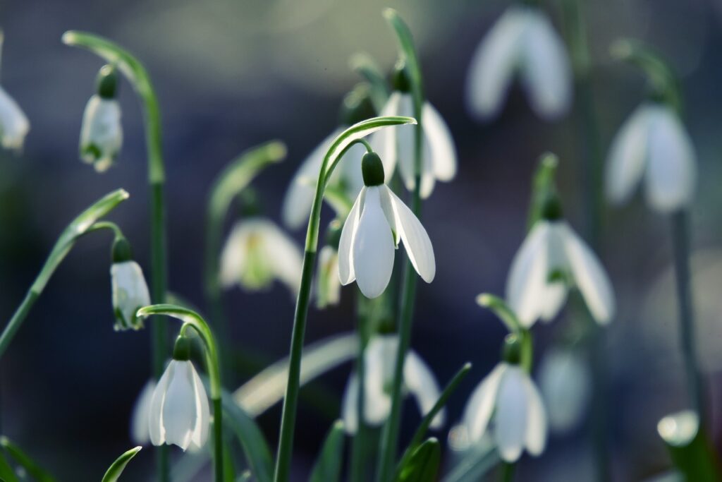 top February garden tips