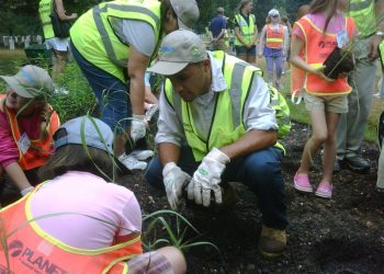 team of volunteers planting new bushes