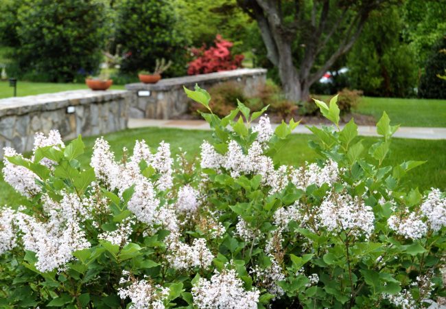White flowers with manicured lawn in background