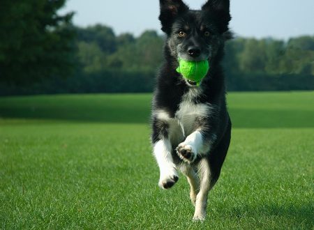 dog running with tennis ball in mouth