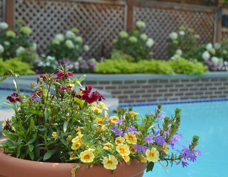 potted plant with colorful flowers and a pool in the background